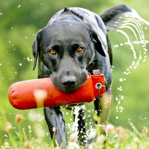 Dog Toys & Accessories Dog Toys & Accessories