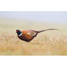 Hampton Pheasant Friendly - HT6/81/22 Hampton Pheasant Friendly - HT6/81/22