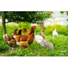 Hampton LHT15/160/7.5 Poultry Net - 50m Hampton LHT15/160/7.5 Poultry Net - 50m