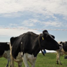 Gallagher Vidoflex 9 Turbo 400m Gallagher Vidoflex 9 Turbo 400m