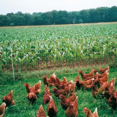 Electric Net Poultry - 50m Electric Net Poultry - 50m