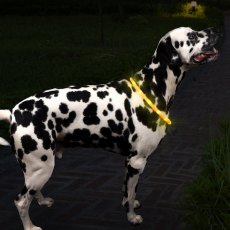 Zoon Flash & Go See-Dog Ring S/M Zoon Flash & Go See-Dog Ring S/M