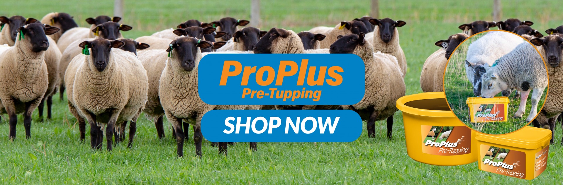 ProPlus Pre-Tupping