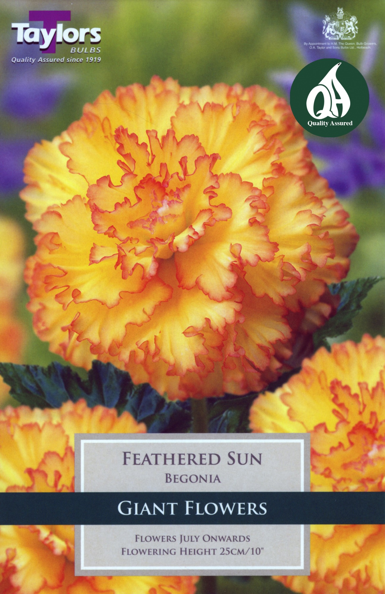 BEGONIA FEATHERED SUN - BATA Ltd