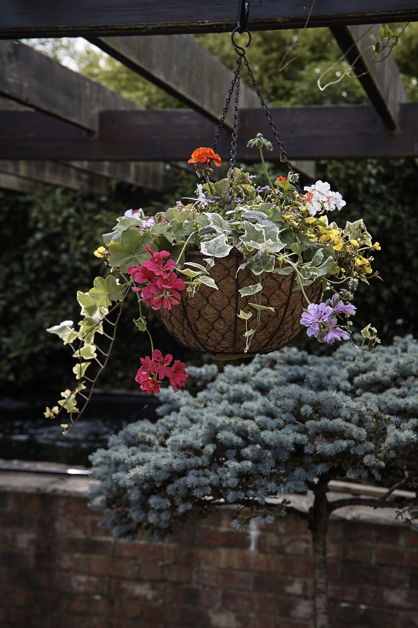 Tom Chambers Hanging Basket Decorative - BATA Ltd