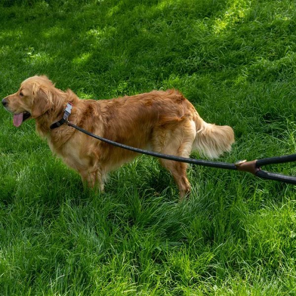 Zoon Primo Jet Walkabout Dog Long Lead 150cm BATA Ltd