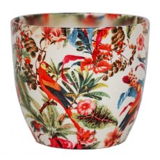 Ivyline Monza Tropical - 15.5cm Ivyline Monza Tropical - 15.5cm