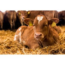 Stockright Nuts Stockright Nuts