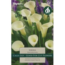 Zantedeschia Siberia Zantedeschia Siberia