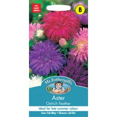 Fothergills Aster Ostrich Feather Fothergills Aster Ostrich Feather