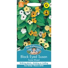 Fothergills Black Eyed Susan Susie Mixed Fothergills Black Eyed Susan Susie Mixed