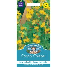 Fothergills Canary Creeper Fothergills Canary Creeper