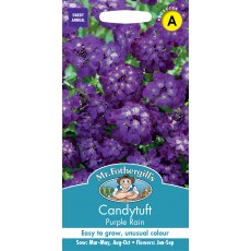 Fothergills Candytuft Purple Rain Fothergills Candytuft Purple Rain