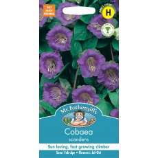 Fothergills Cobaea Scandens Fothergills Cobaea Scandens
