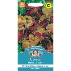 Fothergills Coleus Flame Dancers Fothergills Coleus Flame Dancers