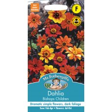 Fothergills Dahlia Bishops Children Fothergills Dahlia Bishops Children