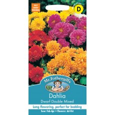 Fothergills Dahlia Dwarf Double Mixed Fothergills Dahlia Dwarf Double Mixed