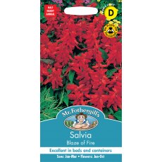 Fothergills Salvia Blaze Of Fire Fothergills Salvia Blaze Of Fire