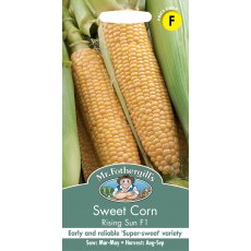 Sweet Corn Rising Sun F1 Sweet Corn Rising Sun F1
