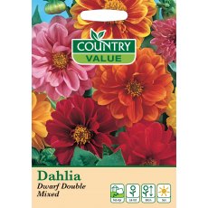 Dahlia Dwarf Double Mixed Cv Seeds Dahlia Dwarf Double Mixed Cv Seeds
