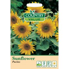 Sunflower Pacino C V Seeds Sunflower Pacino C V Seeds