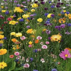Rhs Flower Box For Wildlife - Bright Mix Rhs Flower Box For Wildlife - Bright Mix