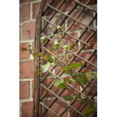 Tom Chambers Willow Trellis Arched Small - 120cm X 45cm Tom Chambers Willow Trellis Arched Small - 120cm X 45cm