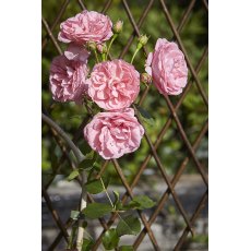 Tom Chambers Trellis Expanding - 180cm X 90cm Tom Chambers Trellis Expanding - 180cm X 90cm