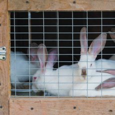 SG Galv Weldmesh - 13 x 25mm - 1 x 5m SG Galv Weldmesh - 13 x 25mm - 1 x 5m