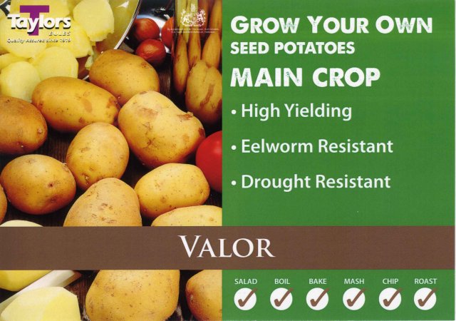 Taylors Bulbs Valor Seed Potato - 2kg