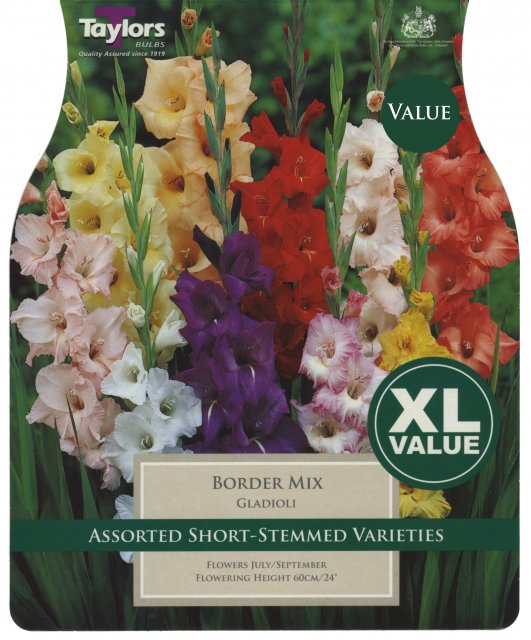 Taylors Bulbs Gladioli Border Mix