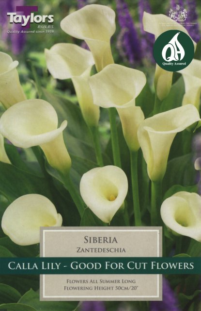 Taylors Bulbs Zantedeschia Siberia