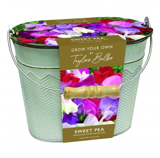 Taylors Bulbs Sweet Pea Planter