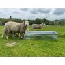 Bateman Bateman Sheep Water Trough